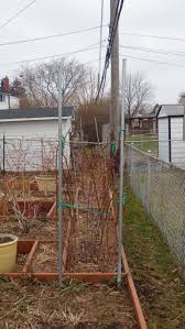 We did not find results for: Cost Vs Benefits Of T Trellis Vs I Trellis For Berries 19 By Larrygene General Fruit Growing Growing Fruit
