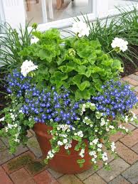 For blue flowers, soil should be acidic, 5.5 or lower. Potted Plants Design Pictures Remodel Decor And Ideas Patio Container Gardening Garden Containers Container Gardening