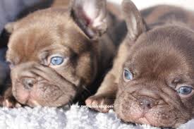 Why you don't want purebred dogs in rare colors. French Bulldog Coat Colors Nw Frenchies Breeder In Washington State Northwest Frenchies