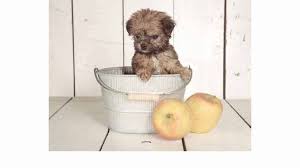 The teacup yorkie is simply a yorkshire terrier who has been bred to be significantly smaller than normal. 11 Surprising Pitfalls Of Owning Teacup Yorkie Puppies Your Dog S Health Matters