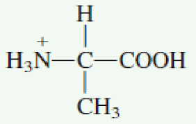 Which Of The Following Is The Zwitterion Ion Structure For The Amino Acid Alanine R Ch 3 A No Correct Response Bartleby