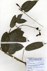 Image result for Trachyphrynium braunianum