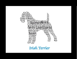 Irish Terrier Terrier Hund Hunde Terrier