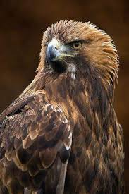 Birds Of Prey Animals Pin By Llin On Animals Birds Of Prey Pet Birds Birds