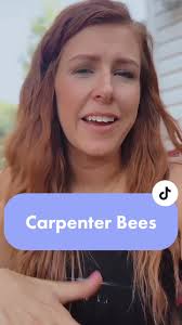 Call me crazy, but I absolutely love them! #carpenterbees #friendlybees