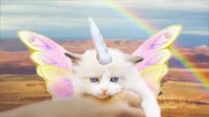 Image result for kittens