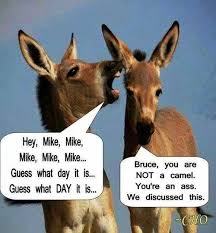 The llama, the alpaca, the guanaco. Hump Day Camel Poor Little Donkeys Facebook