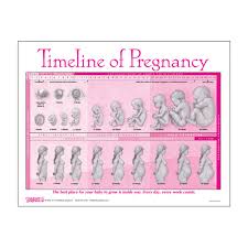 Timeline Of Pregnancy Tear Pad English