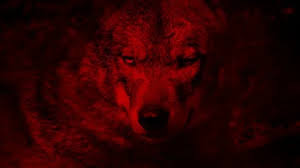 We hope you enjoy our growing collection of hd images. Red Wolf Stock Video Footage Royalty Free Red Wolf Videos Pond5