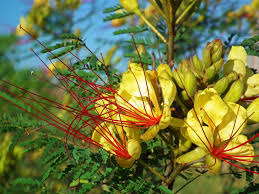 Image result for Erythrostemon