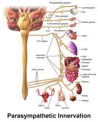 Functions and dysfunction of the trachea. Vagus Nerve Mepedia