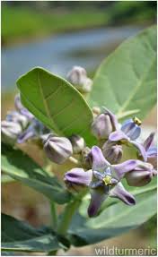 We Call Giant Milkweed Plant Or Crown Flower Erukku In Tamil Madar In Hindi It Is A Plant That Grows Wildly All Over Plants Medicinal Plants Herbs For Health