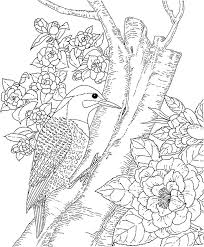 Coloring pages for adults pdf free download. Backyard Animals And Nature Coloring Books Coloring Pages Bird Coloring Pages Animal Coloring Pages Coloring Pages Nature