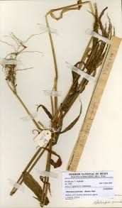 Image result for Alloteropsis