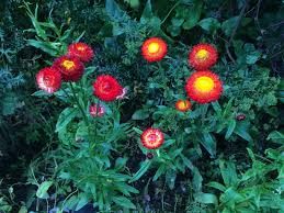 Image result for Helichrysum brassii