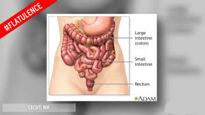 「videos/load/recent ~gastrointestinal」的圖片搜尋結果
