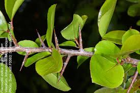 Image result for Flacourtia indica