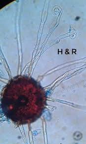 Image result for Uncinula necator