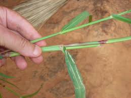 Image result for Panicum subalbidum