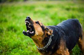 dog attack