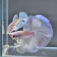 Pin On Beautiful Betta Fish