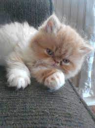 Persian kittens for sale california craigslist. Persian Kittens For Sale Craigslist