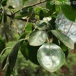 Image result for Dovyalis zeyheri