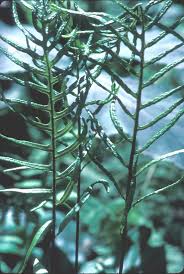 Image result for Nolletia arenosa