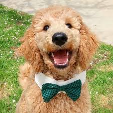 Check spelling or type a new query. Best Goldendoodle Breeders In Michigan