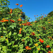 Image result for Tithonia