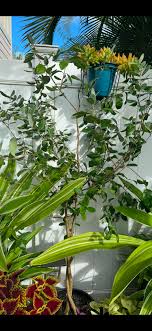 Hawaii Tropical Fruit Growers