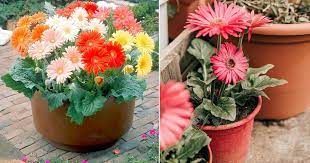 Maybe you would like to learn more about one of these? Gerbera Daisy Care Growing Guide Balcony Garden Web