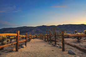 The cholla cactus garden along the pinto basin rd. Trail Through Cholla Cactus Garden In Joshua Tree National Park At Sunset Photograph By Miroslav Liska