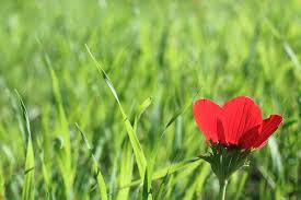 From wikimedia commons, the free media repository. Red Poppy Anemone Anemone Coronaria Photograph By Photostock Israel Science Photo Library