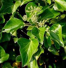 Image result for Hedera