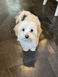 Is your puppy energetic at night?