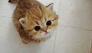 Https Encrypted Tbn0 Gstatic Com Images Q Tbn And9gct13owuglpc0zqjb4dgxtvgnvuhqdkbqlekzw Usqp Cau
