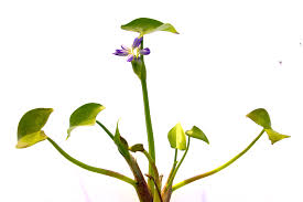 Image result for Monochoria