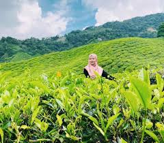 Cameron highland terletak di barat daya negeri pahang, sebuah negara. Harga Tiket Ladang Teh Boh 2021 Diskaun Tour