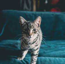 Checking your balance with an app is similar to checking it online, and it's just as easy. The 15 Best Cat Breeds For First Time Owners Affectionate Pet Cats