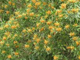 Image result for Strophanthus speciosus