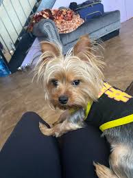 Lost dog found in Port Saint Lucie?