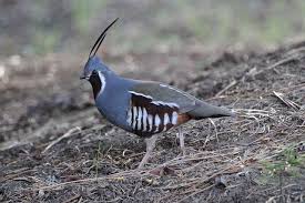 Mountain Quail Male California Mountains Quail Game Birds