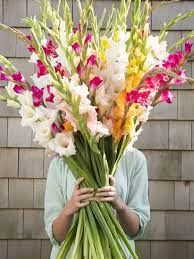 Pin By Noelia Alvarez H On Flower Farm Gladiolus Bouquet Beautiful Flowers Flowers Bouquet