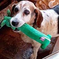 Urban wood rescue is located at 6045 midway street (depot park) in sacramento. Available Pets At Out Of The Woods Animal Rescue Of Arkansas In Little Rock Arkansas Pet Adoption Dog Adoption Pets