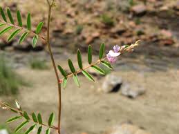 Image result for Indigofera transvaalensis