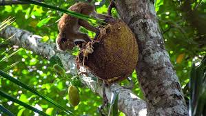 We did not find results for: Selain Pangan 4 Pohon Buah Ini Juga Bisa Memenuhi Kebutuhan Papan