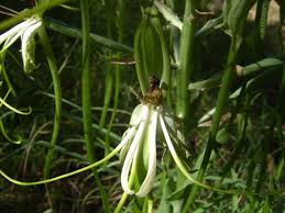 Image result for Bonatea