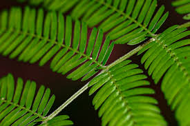 Image result for Newtonia buchananii