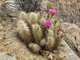 Indulge with beautiful bouquets and gourmet fruit Cannundrums Edible Cactus Fruits